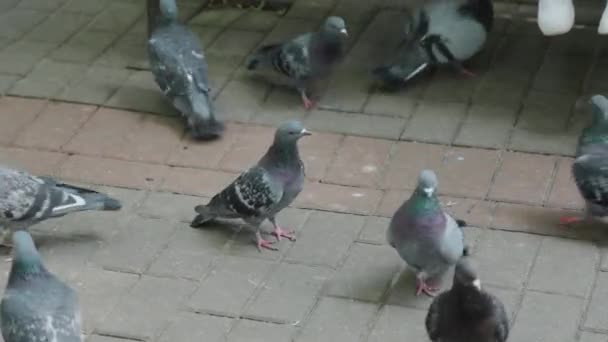 Gołębie miejskie jedzące na chodniku. — Wideo stockowe