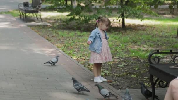 Gelukkig vrolijk klein meisje schrikt duiven af. — Stockvideo
