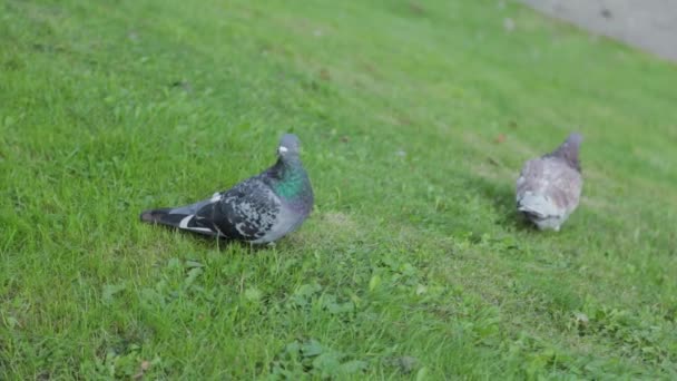 城市的鸽子坐在公园的草地上. — 图库视频影像