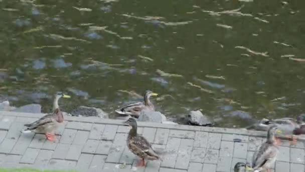 Schöne Wildenten sitzen am Ufer des Sees und ruhen sich aus. — Stockvideo