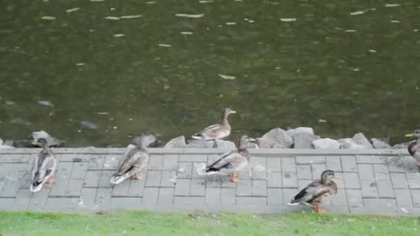 Krásné divoké kachny sedí na břehu jezera a odpočívají. — Stock video