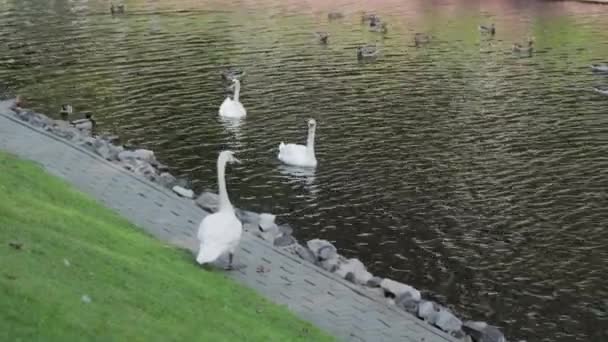 Beautiful white swans on the lake. — Stock Video