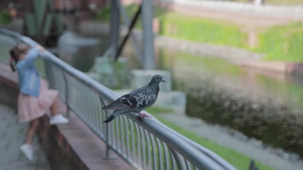 Városi galamb ül a korláton a parkban. — Stock videók