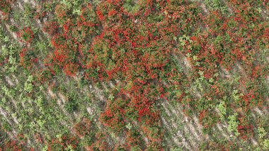 Bereketli Yeşil Buğday Teraslarının bitişiğindeki canlı kırmızı gelincik tarlasının çarpıcı hava görüntüsü Doğanın Nefes Kesen Zıtlıklarını ve Dokularını Yakalıyor