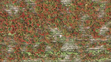 Tomurcuklanan kırmızı gelincik tarlasının canlı hava manzarası yemyeşil buğday tarlalarıyla tezat oluşturarak tarım arazisindeki doğal duvar halısının güzelliğini gözler önüne seriyor.