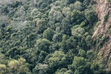 Avustralya ormandaki yeşil ağaçlar