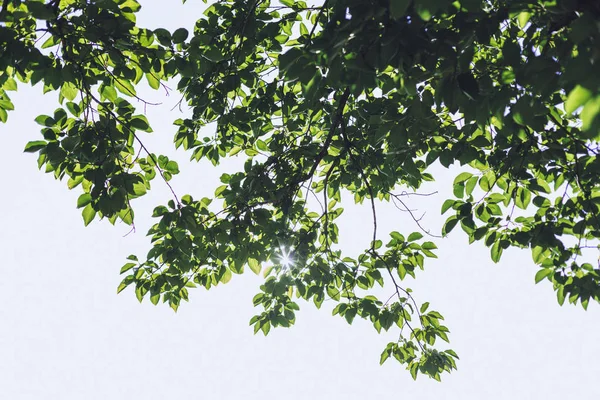 Árbol Con Hojas Verdes Sol Brillando Través Las Hojas —  Fotos de Stock