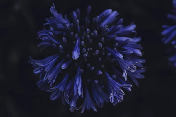 Floare Albastră Fundal Negru — Fotografie de stoc gratuită