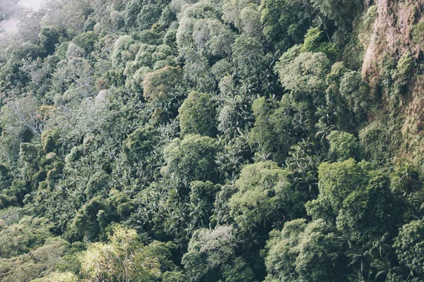 Alberi Verdi Nella Foresta Australiana — Foto Stock