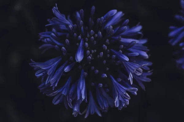 Fleur Bleue Sur Fond Noir Photo De Stock