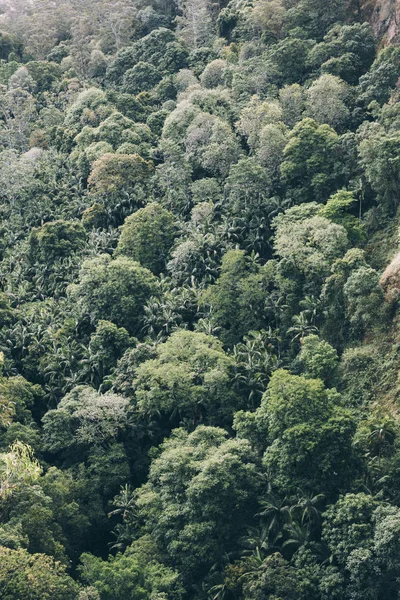 Green Trees Australian Forest Stock Image