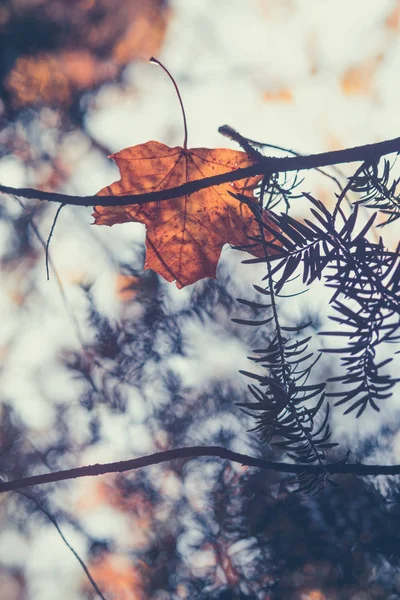 Осенний Сезон Близкий Снимок Сухих Желтых Оранжевых Листьев Запутавшихся Ветвях — стоковое фото