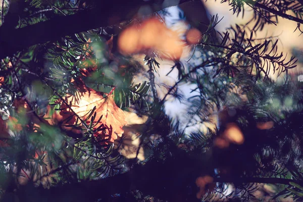 Осенний Сезон Близкий Снимок Сухих Желтых Оранжевых Листьев Запутавшихся Ветвях — стоковое фото