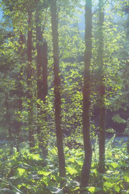 Güneş tarafından backlighted ağaçları oluşturmak çarpıcı efekt