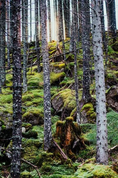 Arbres Rétro Éclairés Par Soleil Créer Effet Dramatique — Photo