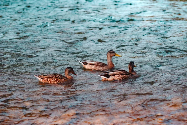 Closeup Three Brown Ducks Sitting Rippled Surface Water — Stock Photo, Image