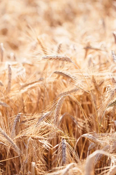 Nahaufnahme Des Feldes Des Reifen Goldenen Roggens — Stockfoto