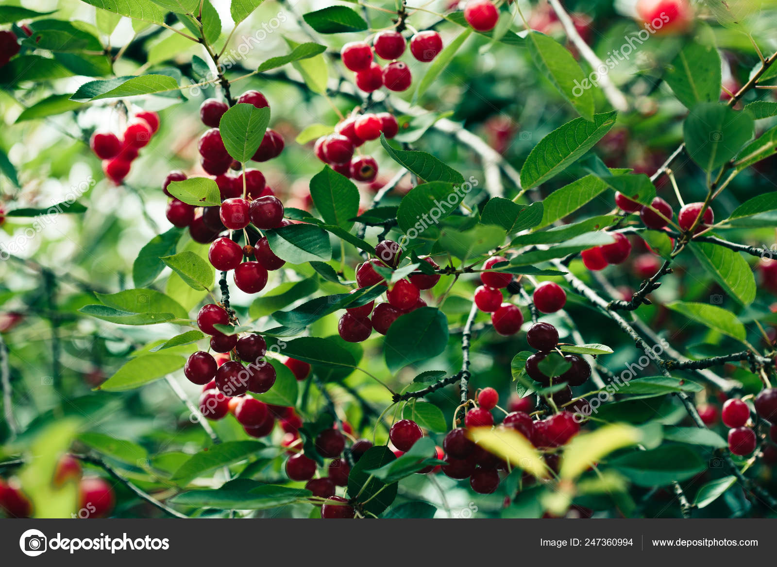 Крупный План Спелых Красных Ягод Вишни Дереве Среди Зеленых.