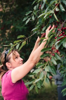 Kadın ağaçtan kiraz çilek toplama