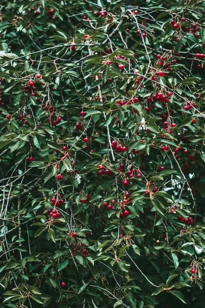 Крупный План Спелых Красных Ягод Вишни Дереве Среди Зеленых Листьев — стоковое фото