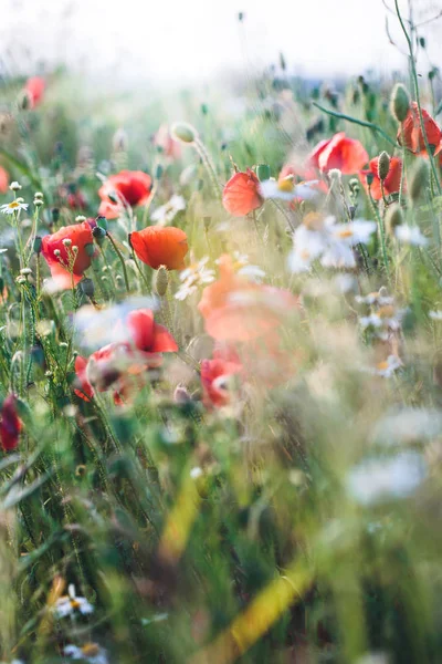 Papaveri fiori e altre piante in campo — Foto Stock