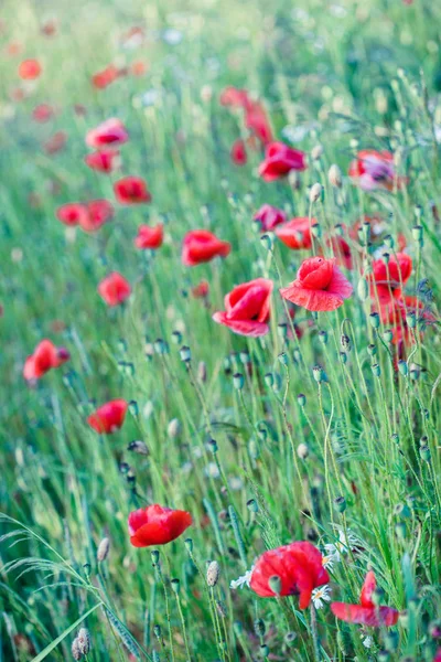 Papaveri fiori e altre piante in campo — Foto Stock