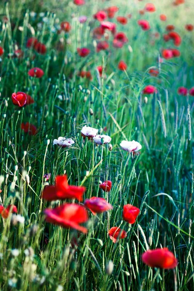 Mák Květiny a jiné rostliny v poli — Stock fotografie