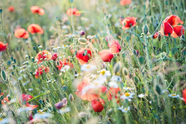 Mohnblumen und andere Pflanzen auf dem Feld — Stockfoto