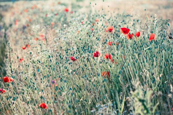 Poppies flowers and other plants in the field — Stock Photo, Image