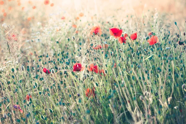 Poppies flowers and other plants in the field — Stock Photo, Image