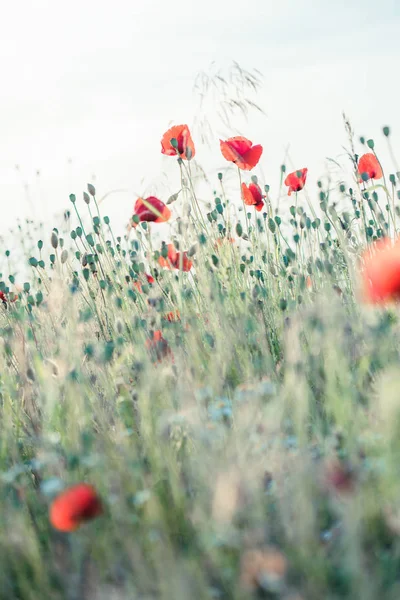 Poppies flowers and other plants in the field — Stock Photo, Image