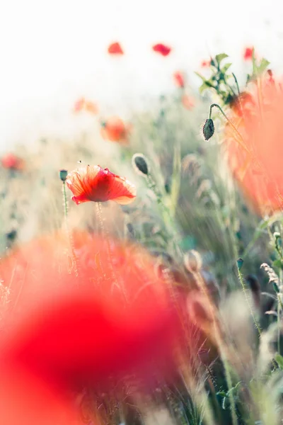 Poppies flowers and other plants in the field — Stock Photo, Image