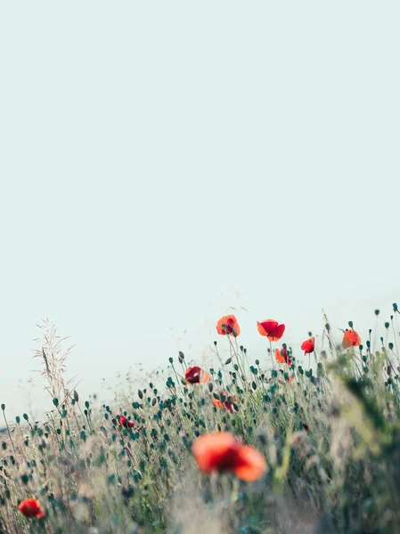 Amapola flores y otras plantas en el campo —  Fotos de Stock