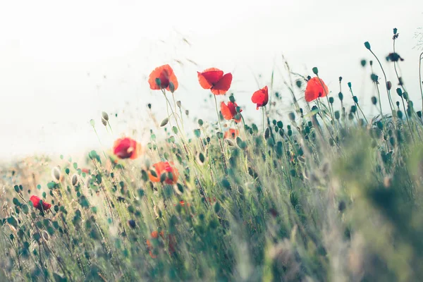 Papavers bloemen en andere planten in het veld — Stockfoto