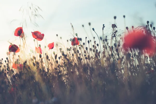 Poppies flowers and other plants in the field — Stock Photo, Image