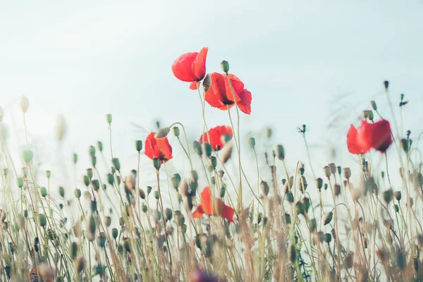 Poppies flowers and other plants in the field — Stock Photo, Image