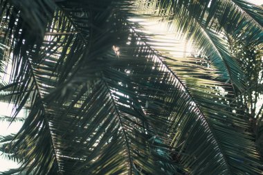 Palmiye ağacının closeup sunglight tarafından arkadan aydınlatılmış yaprakları