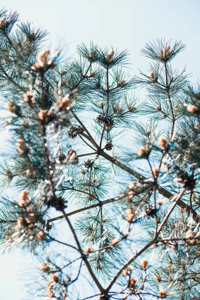 Conos y ramitas de pino, planta de hoja perenne — Foto de Stock