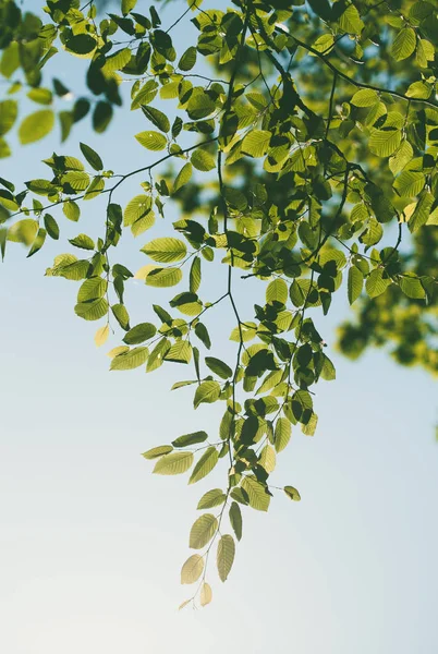 Zöld levelek háttérvilágította meg a napfény — Stock Fotó