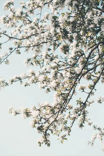 Zweige mit weißen Kirschblüten im Obstgarten im Frühling — Stockfoto