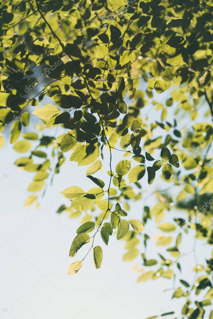 Green leaves backlighted by the sunlight