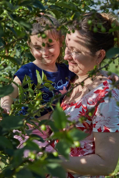 Madre mostrando a su hija cerezas en un huerto —  Fotos de Stock