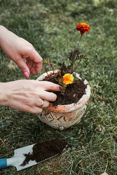 Replanter la plante dans un nouveau pot — Photo