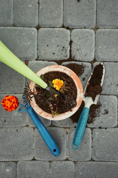 Replanter la plante dans un nouveau pot — Photo