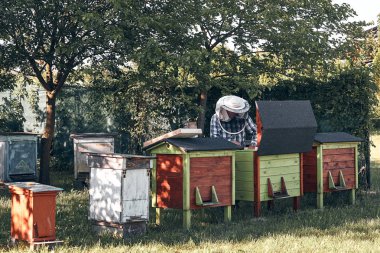 Arı yetiştiricisi arıda çalışıyor.