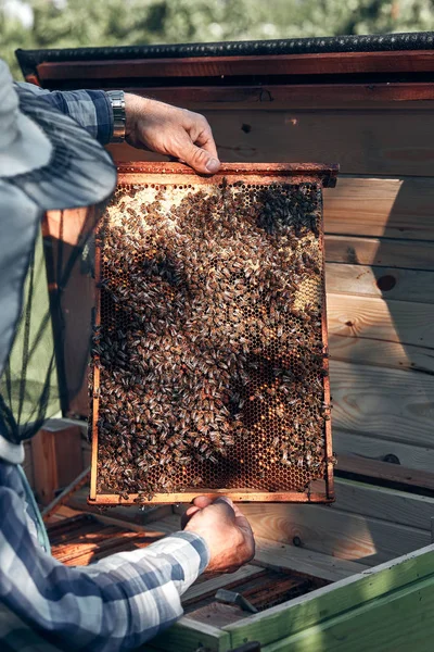 Μελισσοκόμος που εργάζεται σε μελισσοκομία — Φωτογραφία Αρχείου