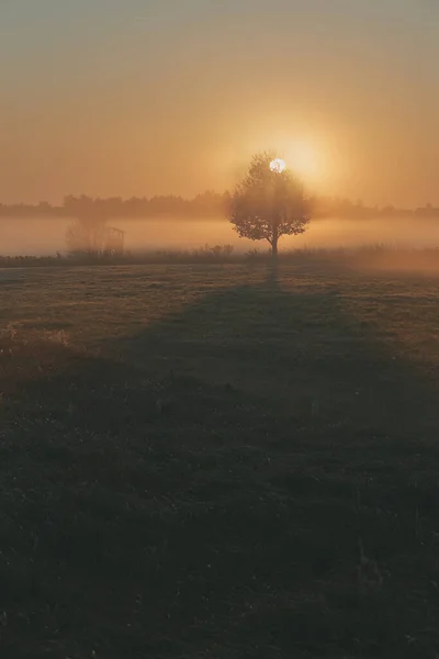 Sole che sorge sopra il campo inondato di nebbia — Foto Stock