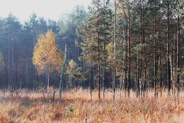 Forêt en automne feuillage coloré sur les arbres éclairés par la limace du matin — Photo