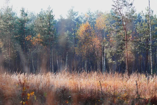 Forêt en automne feuillage coloré sur les arbres éclairés par la limace du matin — Photo