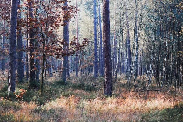 Forêt en automne feuillage coloré sur les arbres éclairés par la limace du matin — Photo